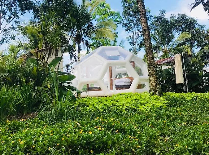 Bed & Breakfast Jungle Bubble