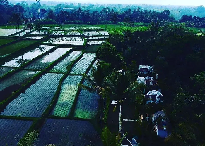 Jungle Bubble * Payangan